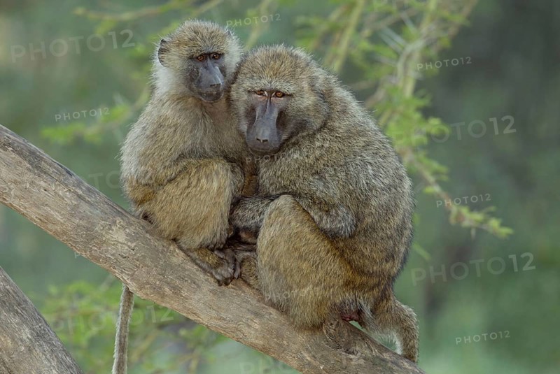 Olive baboon (Papio cynocephalus anubis), Nakuru National Park, Kenya, olive baboons (Papio anubis), Nakuru National Park, Kenya, Africa