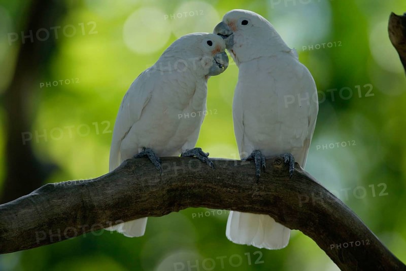 Goffin's Cockatoos, pair (Cacatua goffini), Goffinkakadus, Paar, Goffinkakadu
