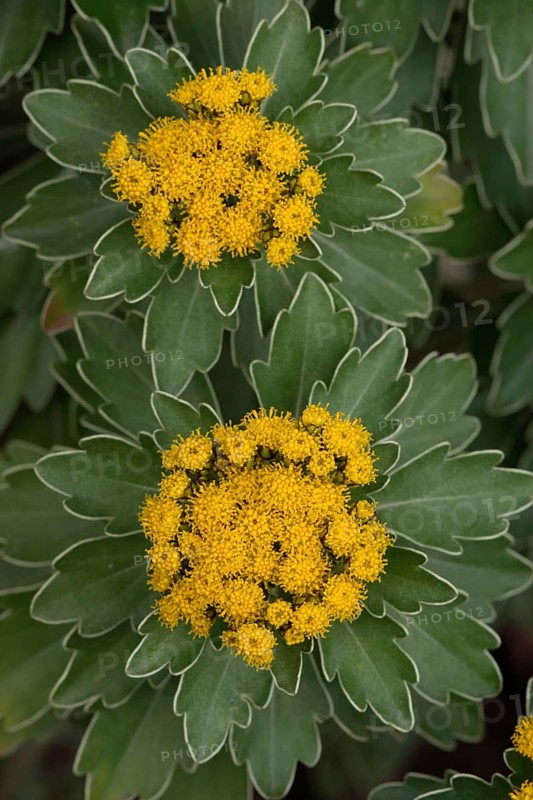 Silver and golden chrysanthemum (Chrysanthemum ajania pacifica)
