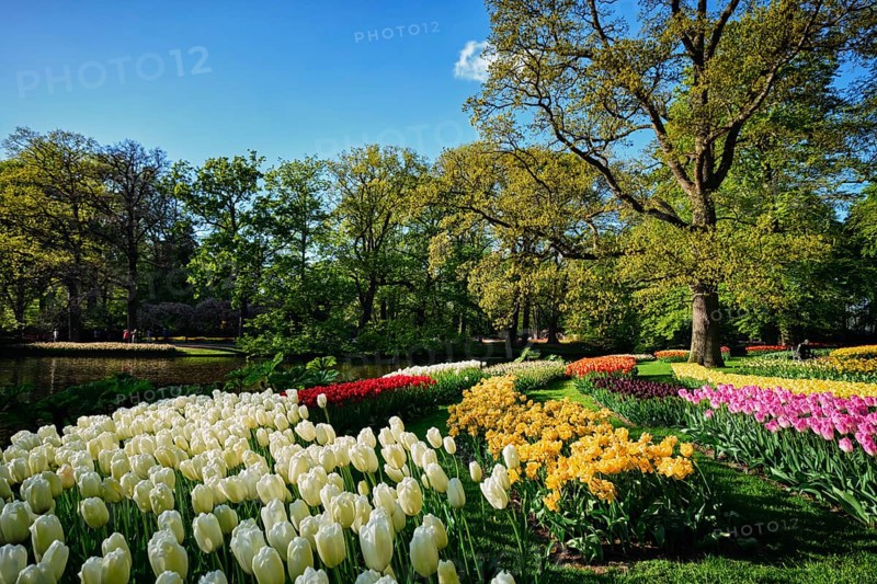 Blooming pink tulips flowerbeds in Keukenhof flower garden, also known as the Garden of Europe, one of the world largest flower gardens and popular tourist attraction. Lisse, the Netherlands