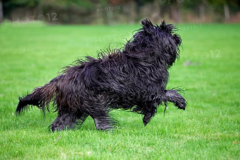 Schapendoes, Dutch shepherd domestic dog (Canis lupus familiaris) running in the garden