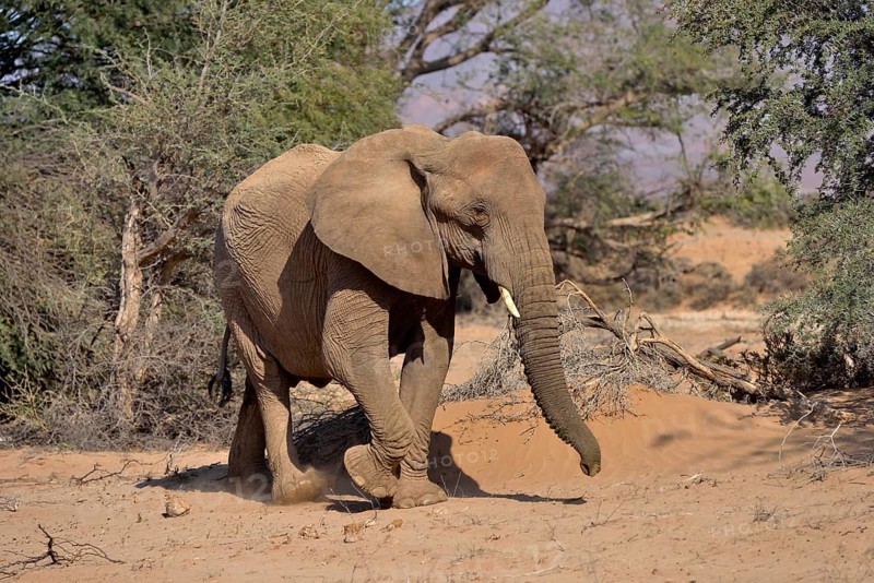 Desert elephant or African elephant (Loxodonta africana), dry riverbed of the Huab, Damaraland, Namibia, Africa