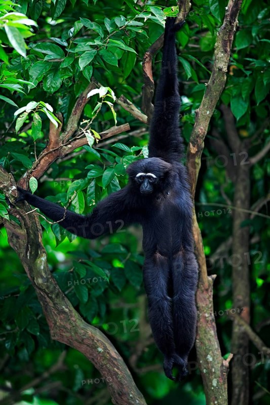 Dark-handed black-handed gibbon (Hylobates agilis), Nimble Gibbon