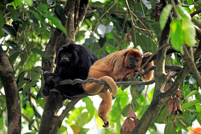 Black Howler (Alouatta caraya) Monkey, Pair, black howler