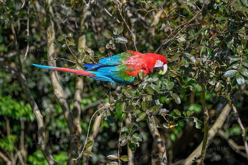 Red-and-green macaw (Ara chloroptera) eats, Cambyretá, Esteros del Iberá, Corrientes Province, Argentina, South America