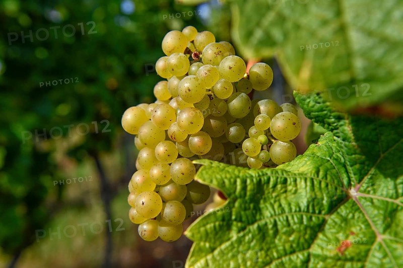 Riesling grapes on a vine shortly in front of harvest, near Durbach, Ortenaukreis, Black Forest, Baden-Württemberg, Germany, Europe