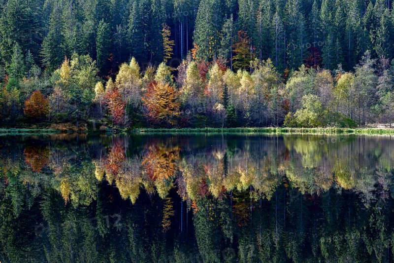 Trees reflected in the Sankenbachsee, Karsee, autumn, near Baiersbronn, Freudenstadt district, Black Forest, Baden-Württemberg, Germany, Europe