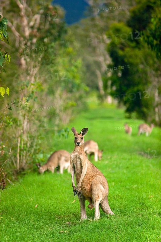 Giant kangaroos (Osphranter rufus) in a forest, wild, free, wilderness, fauna, heraldic animal, on the east coast of Australia