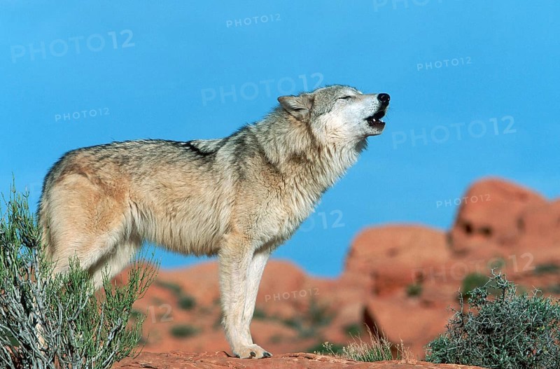 Gray wolf (Canis lupus), lateral view