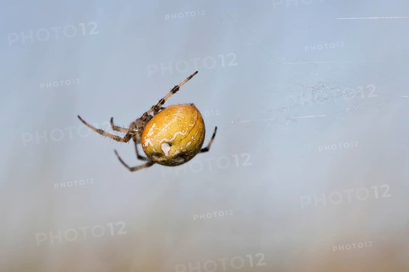 Four-spot orb weaver (Araneus quadratus), Emsland, Lower Saxony, Germany, Europe