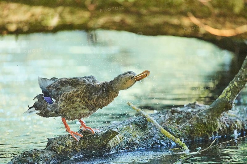 Wild duck (Anas platyrhynchos) female standing on an old tree trunk, Bavaria, Germany, Europe