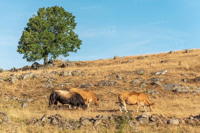 Bull and Aubrac cows in a dry pasture in summer. Aubrac, France, Europe