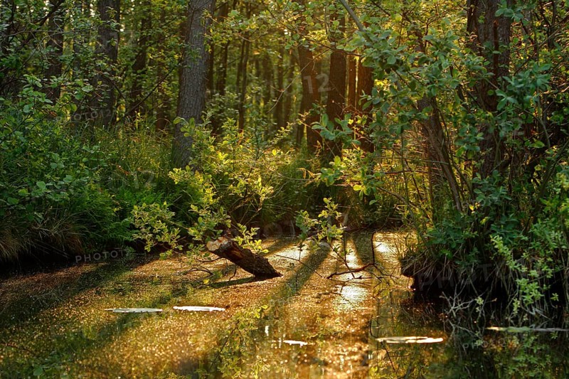 Alder forest in spring shortly after sunrise, Müritz National Park, Mecklenburg-Western Pomerania, Germany, Europe