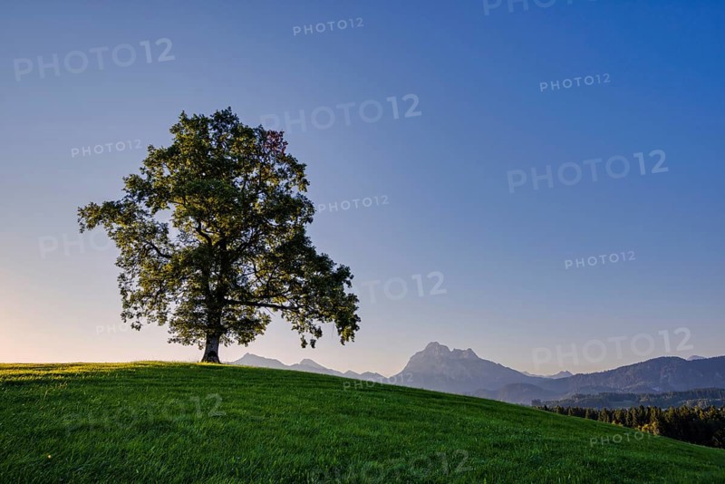 Single English oak (Quercus robur), near Füssen, behind it the Säuling, 2047m, Ostallgäu, Bavaria, Germany, Europe