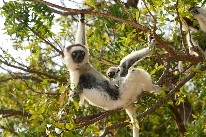 Verreaux's Sifakas, female with young, Berenty Private Reserve, Madagascar (Propithecus verreauxi verreauxi), Crowned sifakas, female with young, Berenty Reserve, Madagascar, Africa
