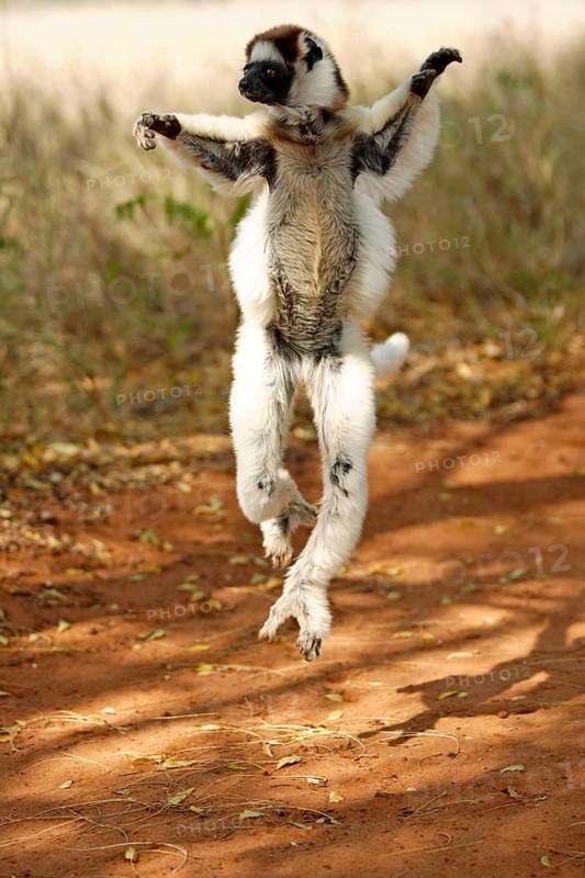 Verreaux's Sifaka, Berenty Private Reserve (Propithecus verreauxi verreauxi), releasable, Madagascar, Africa