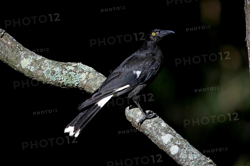 Pied Currawong (Strepera graculina), Australia, Oceania