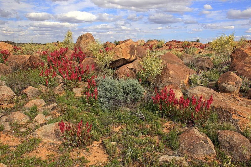 Bladderdock, Sturt national park, New South Wales, Australia (Rumex vesicarius)