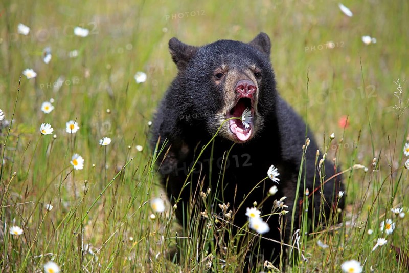 American black bear (Ursus americanus), young, 6 months