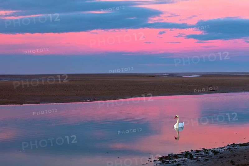Mute Swan (Cygnus olor), in sea creek, Lindisfarne, National Wildlife reserve, Northumberland, England