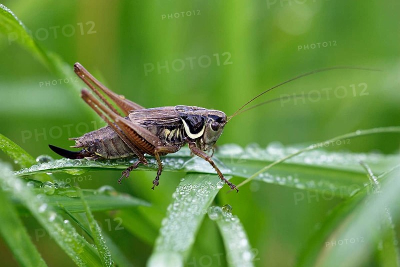 Dark Bush-cricket (Pholidoptera griseoaptera), Lower Saxony, Germany, Europe
