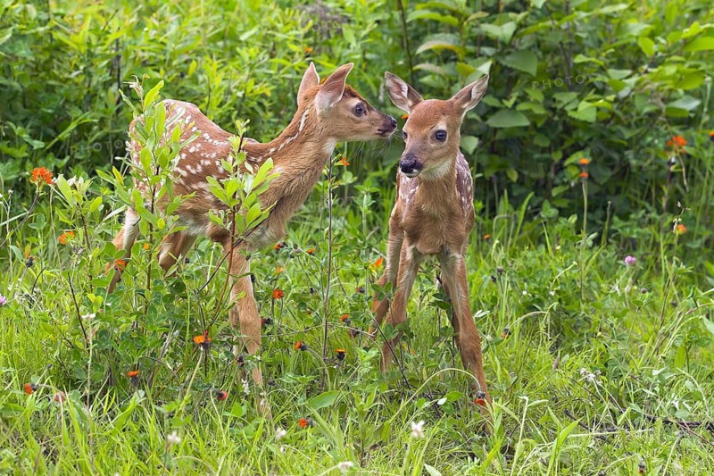 White-tail Deer fawns (Odocoileus virginianus), fawn