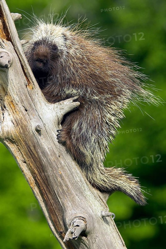 North American Porcupine (Erethizon dorsatum), North American porcupine tree spine