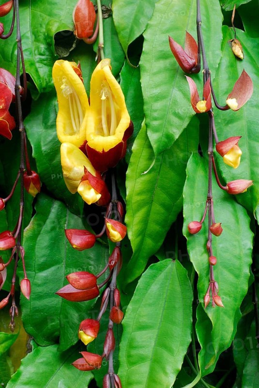 ( Thunbergia mysorensis) Clockvine, Mysore Clockvine, Lady's slipper vine