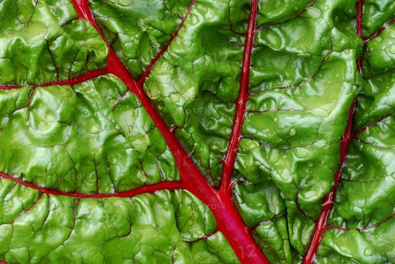 Leaf Beet (Beta vulgaris cicla)