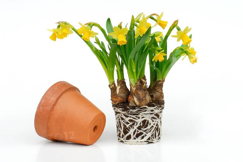 Easter bell Tete a Tete with root ball, Daffodil (Narcissus)