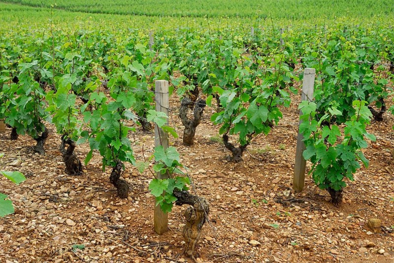 Vineyard, vines, vine, vines, Beaujolais, France, Europe