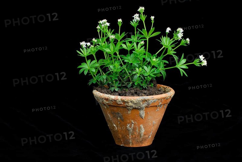 Real Galium odoratum (Galium odoratum Asperula odorata) (Galium odoratum, Asperula odorata) , Fragrant bedstraw