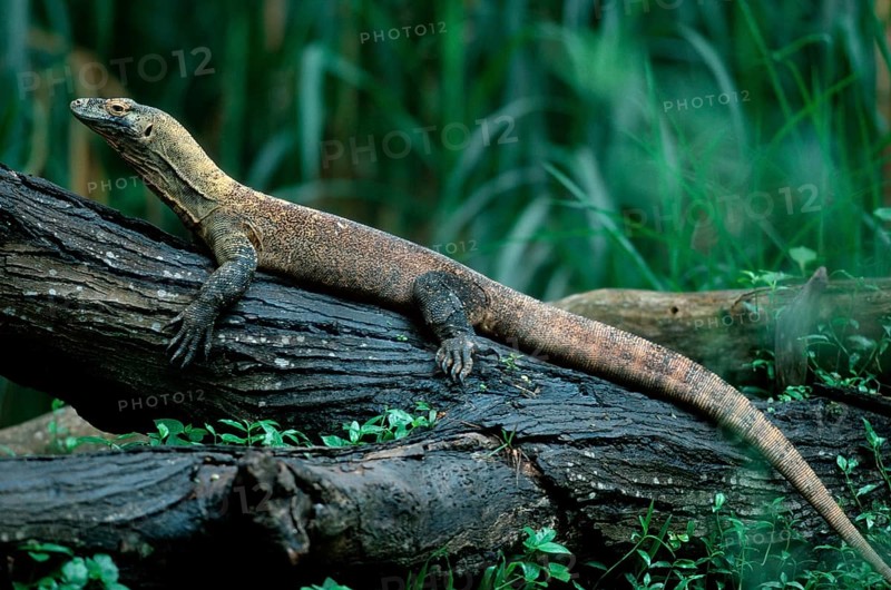 Komodo dragon (Varanus komodensis)