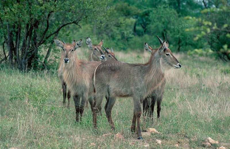 Waterbucks, Kruger national park, South Africa (Kobus ellipsiprymnus ellipsiprymnus)