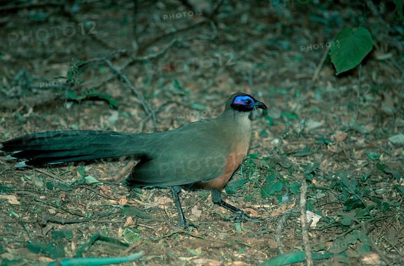 Giant Coua (Coua gigas), Madagascar, Riesenseidenkuckuck, Madagaskar, Kuckucksvoegel, cuckoos, Africa