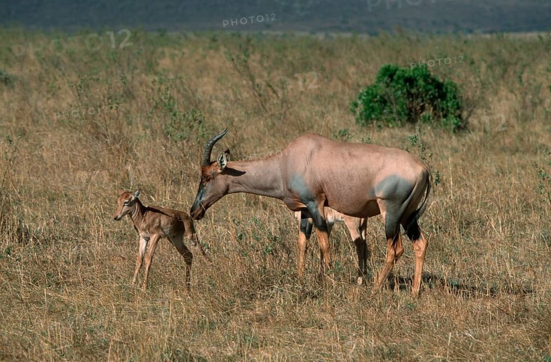 Topis, female with fawn, Massai Mara Game Reserve, Kenya (Damaliscus lunatus korrigum), lyre antelope, antelope