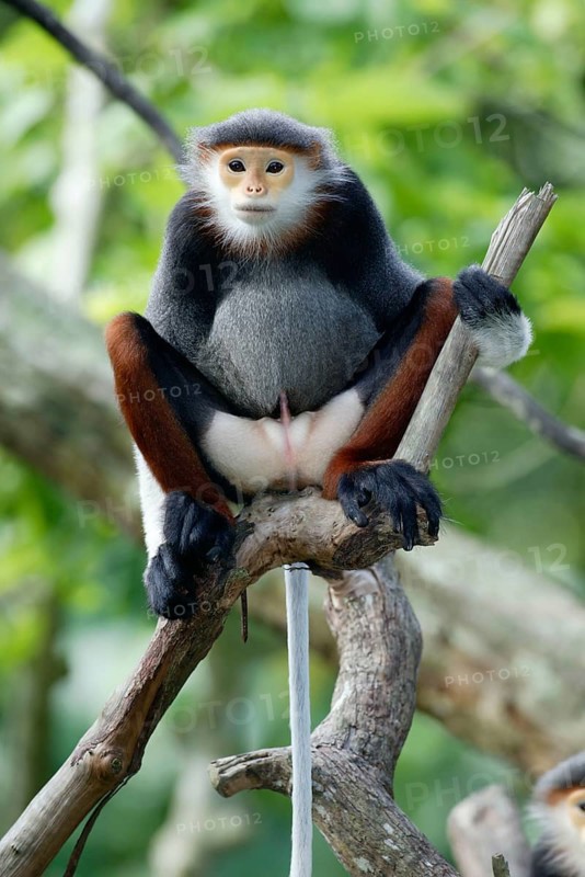 Redshank Douc Langur (Pygathrix nemaeus), Redshank douc