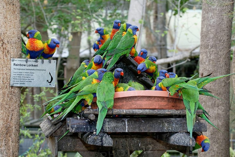 Rainbow Lories at feeding station, Australia (Trichoglossus haematodus moluccanus), Gebirgsloris, an Futterstelle, Australien /