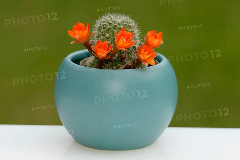 Cactus in flower pot (Rebutia pulvinosa), cactus in flower pot, plants, cactuses (Cactaceae), cactuses, cut-out, cropped, object, inside, studio, landscape format, horizontal, flowering