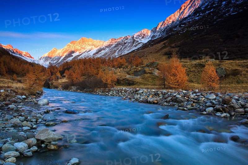 Larch forest, Alpenglühen, Lötschental, Valais, Switzerland, Europe