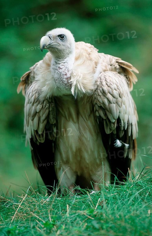 Himalayan griffon vulture (Gyps himalayensis)