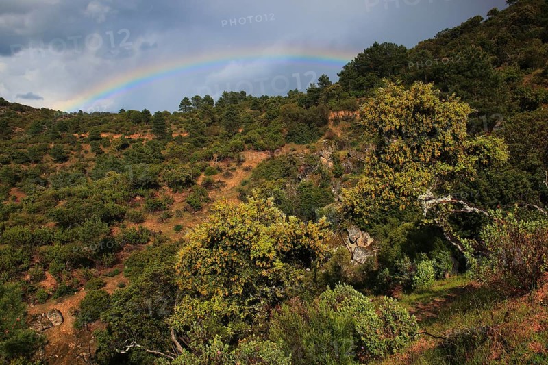 Sierra Morena, Sierra de Andujar National Park, Jaon Province, Andalusia, Spain, Europe