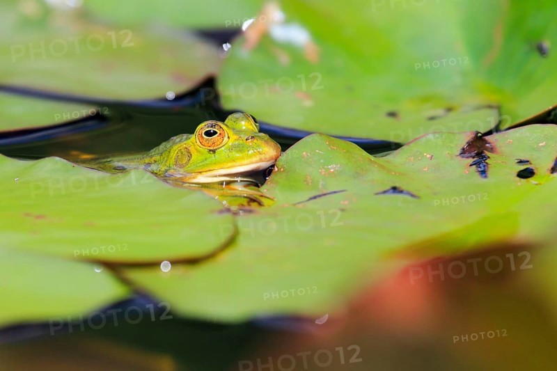 Green frog ( Rana esculenta) , Water frog, Seleger Moor, Switzerland, Europe