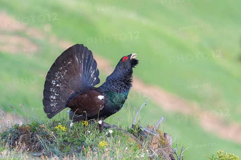 Western capercaillie (Tetrao urogallus) courting, Kalkalpen National Park, Upper Austria, Austria, Europe