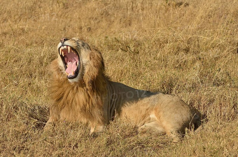 Yawning male Lion (Panthera leo), with a mane, Ngorongoro, Serengeti, Tanzania, Africa