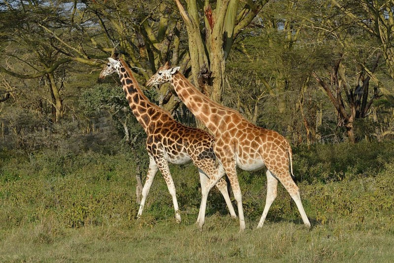 Rothschild Giraffes or Ugandan Giraffes (Giraffa camelopardalis rothschildi), Lake Nakuru National Park, near Nakuru, Rift Valley Province, Kenya, Africa