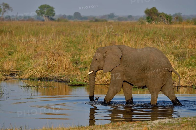 Elephant (Loxodonta africana) in the Cuando River, Bwabwata National Park, Zambezi Region, Caprivi Strip, Namibia, Africa