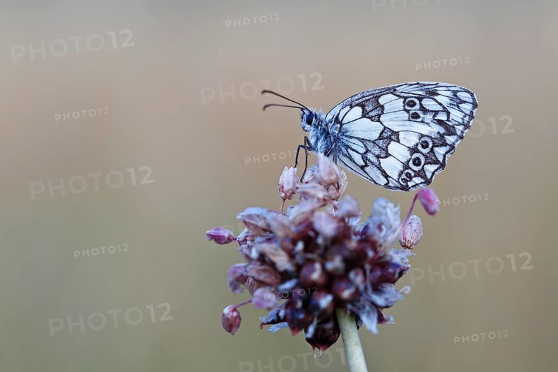 Marbled white (Melanargia galathea) in cold torpor on the flower of rocambole (Allium scorodoprasum), Middle Elbe Biosphere Reserve, Saxony-Anhalt, Germany, Europe