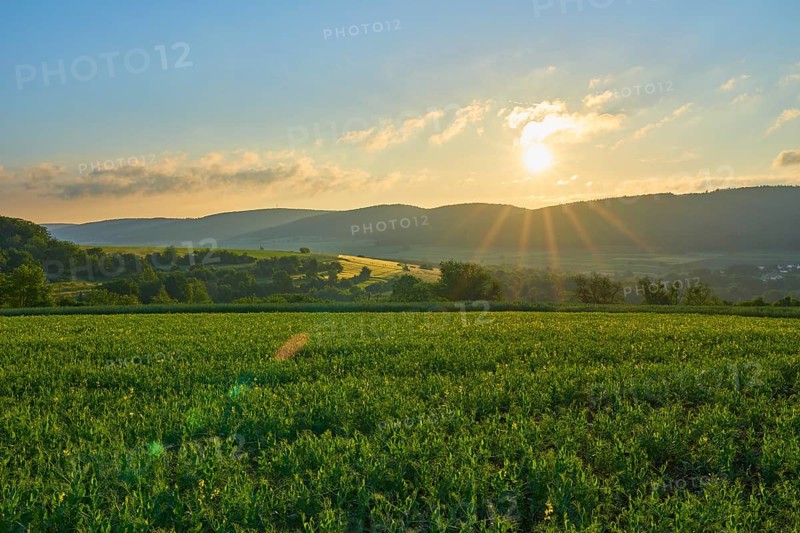 Sunrise over over soybean field in spring, Großheubach, Miltenberg, Spessart, Bavaria, Germany, Europe