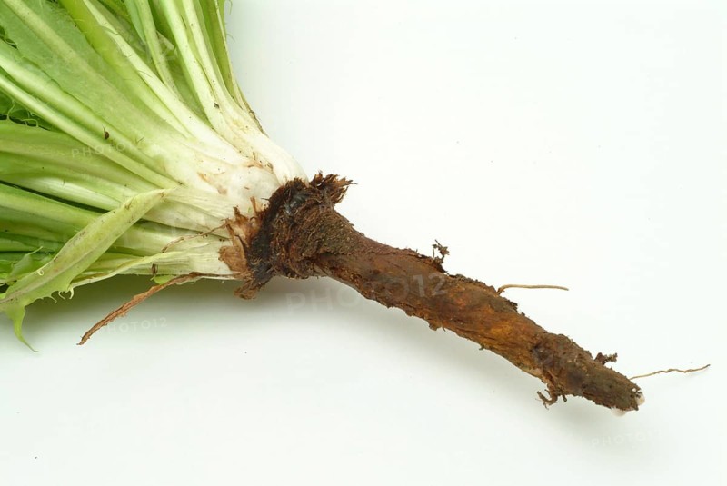 Common dandelion (Taraxacum) Ruderalia, Taraxacum officinale, medicinal plant, the most important active substances of the dandelion are the bitter substances